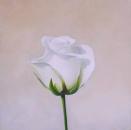 Large White Rose, 20" x  20", Oil on canvas, SOLD