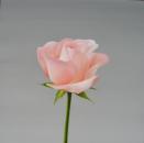 Pink Rose, 20" x 20", Oil on Canvas, SOLD