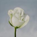 Small White Rose, 16" x 16", Oil on Canvas