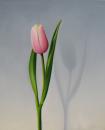 Tulip, 20" X 24", Oil on canvas