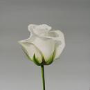 White Rose, 20" x 20", Oil on Canvas