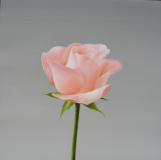 Pink Rose